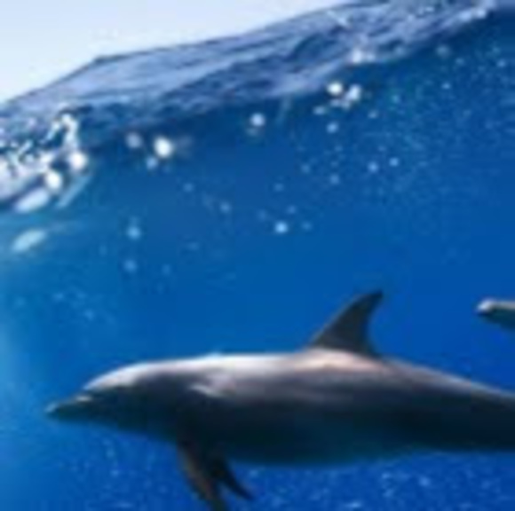 Meet your Posher, Brooklyn - Picture 1 of 1